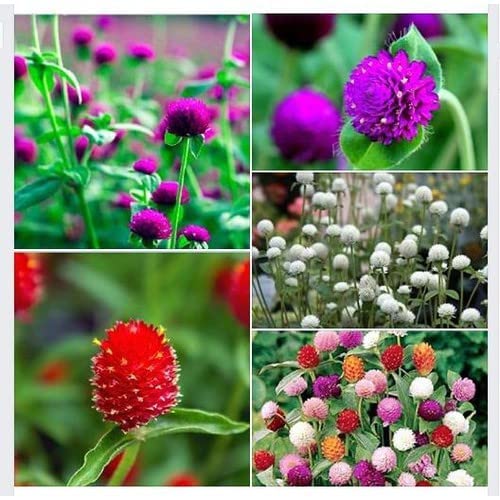 300 Seeds Mixed Color Globe Amaranth Flower Seeds for Planting G...