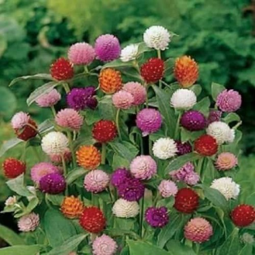 300 Seeds Mixed Color Globe Amaranth Flower Seeds for Planting G...