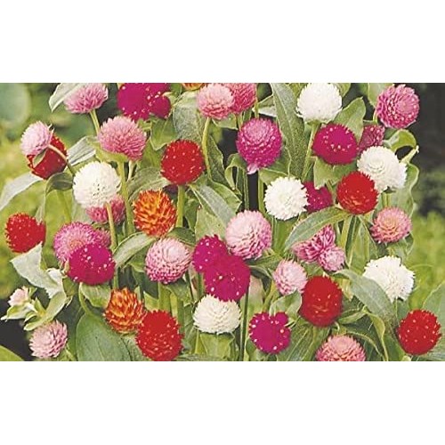 300 Seeds Mixed Color Globe Amaranth Flower Seeds for Planting G...