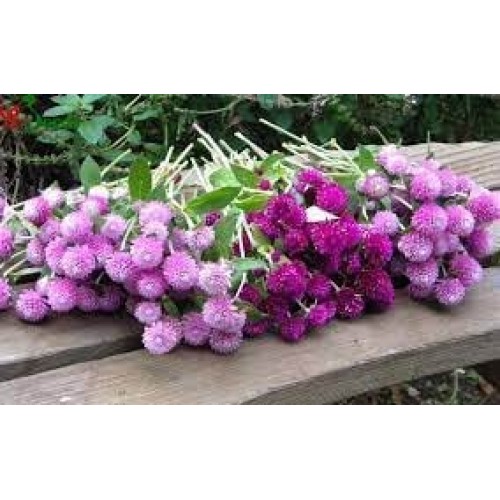 300 Seeds Mixed Color Globe Amaranth Flower Seeds for Planting G...