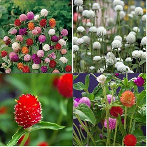 300 Seeds Mixed Color Globe Amaranth Flower Seeds for Planting G...