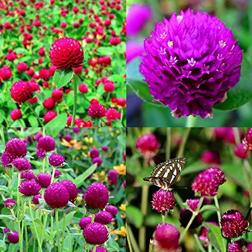 300 Seeds Mixed Color Globe Amaranth Flower Seeds for Planting G...