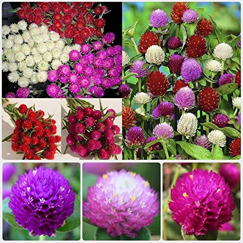 300 Seeds Mixed Color Globe Amaranth Flower Seeds for Planting G...