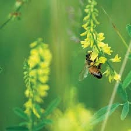 3000 Seeds Yellow Sweet Clover for Planting Melilotus Officinali...