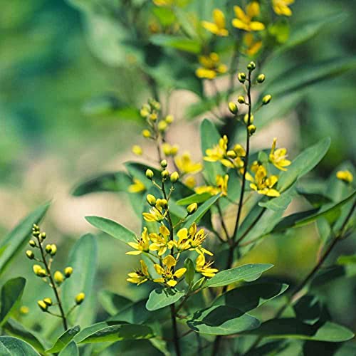 3000 Seeds Yellow Sweet Clover for Planting Melilotus Officinali...