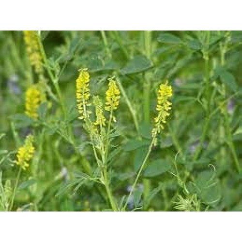 3000 Seeds Yellow Sweet Clover for Planting Melilotus Officinali...