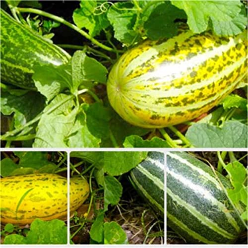 Vietnam Dua Gang Dua Bo 100 Seeds for Planting Musk Melon Long M... Vietnam Dua Gang Dua Bo 100 Seeds for Planting Musk Melon Long M...