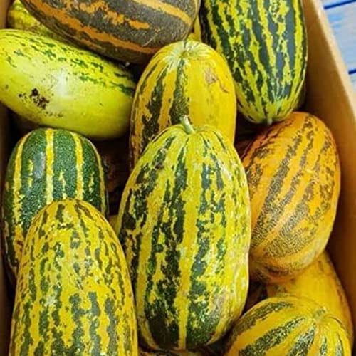 Vietnam Dua Gang Dua Bo 100 Seeds for Planting Musk Melon Long M... Vietnam Dua Gang Dua Bo 100 Seeds for Planting Musk Melon Long M...