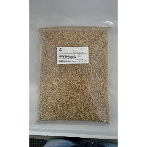 Non-Gmo Certified Organic Hard Wheat Berries For Wheatgrass Juic