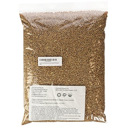 Non-Gmo Certified Organic Hard Wheat Berries For Wheatgrass Juic
