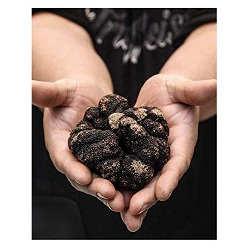 The Truffleist Black Truffle Olive Oil, 8.5 Fl Oz