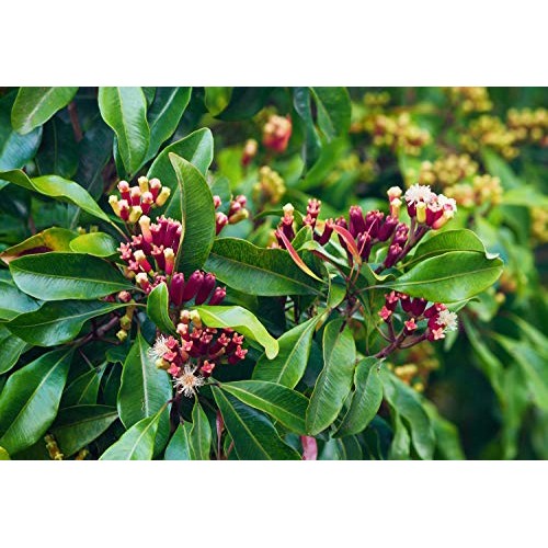 Thousand Leaves Nature Cloves 4Oz