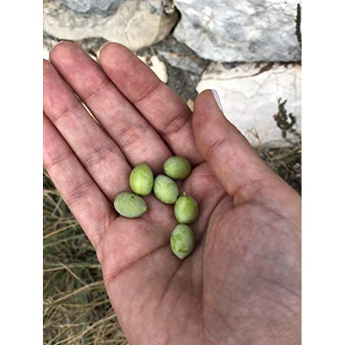 Théa Premium Greek Extra Virgin Olive Oil 750Ml I Current Harv