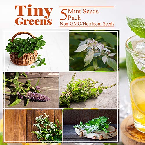 5 Mint Seeds Garden Pack - Peppermint, Lemon Mint, Mountain Mint...