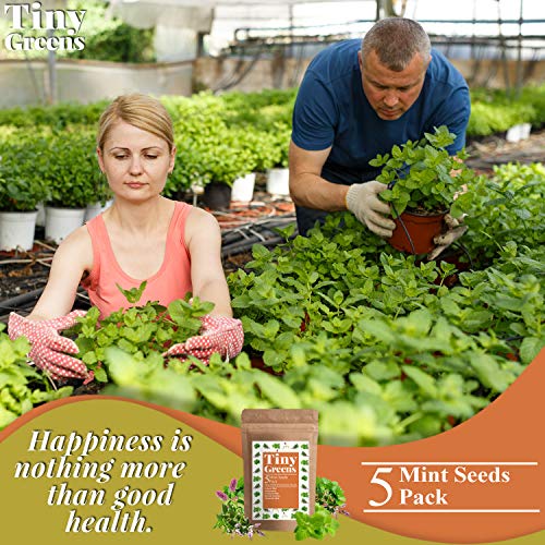 5 Mint Seeds Garden Pack - Peppermint, Lemon Mint, Mountain Mint...