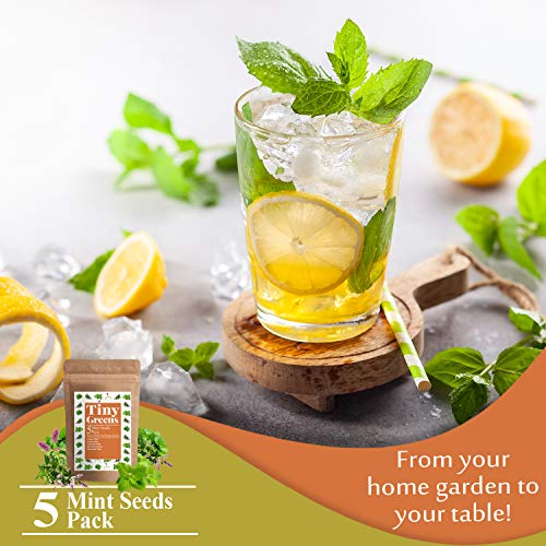 5 Mint Seeds Garden Pack - Peppermint, Lemon Mint, Mountain Mint...