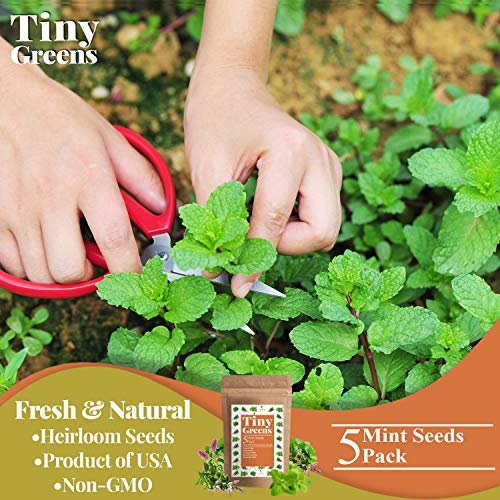 5 Mint Seeds Garden Pack - Peppermint, Lemon Mint, Mountain Mint...
