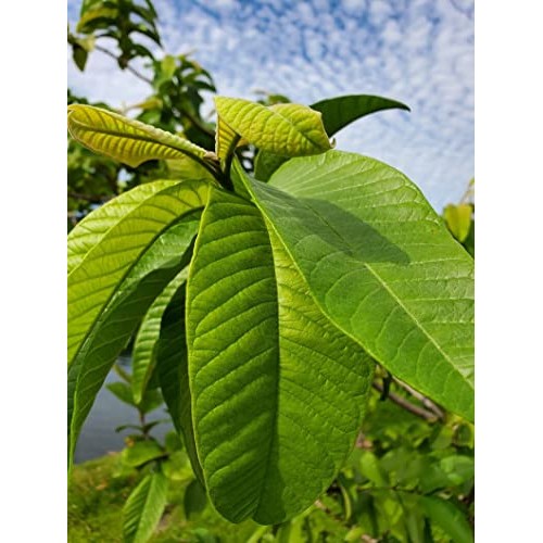 Premium 125 Guava Leaf Tea Bags, Pure, Organic, Non-GMO, 100% Gu...