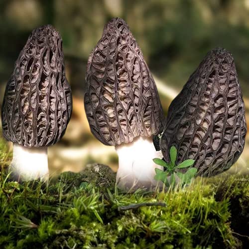 Tokass Dried Morel Mushrooms, Wild Morel Nature Fine Gourmet Foo