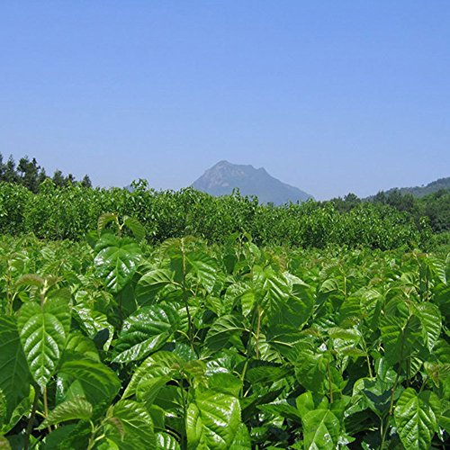 TooGet Natural Mulberry Leaf Tea, Pure Herbal Tea, Blood Sugar B...