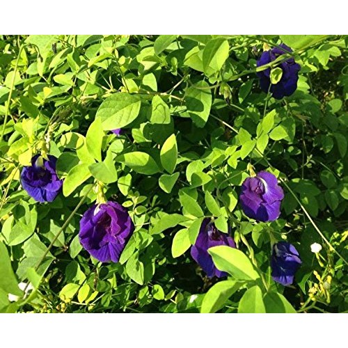 Tooget Organic Dried Pure Butterfly Pea Flowers, Natural Clitori