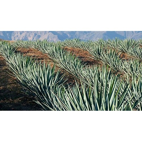 Non-Alcoholic Tequila Flavoring Mix Still Spirits Top Shelf Tequ