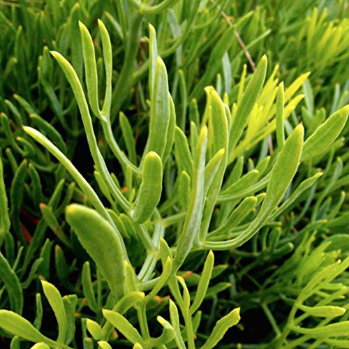 Tragano Greek Organics Sea Fennel, Kritamo, Usda Organic, Small