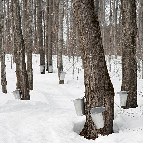 Traverse Bay Farms 100% Pure Michigan Maple Syrup - 4 - 8 Oz. Bo