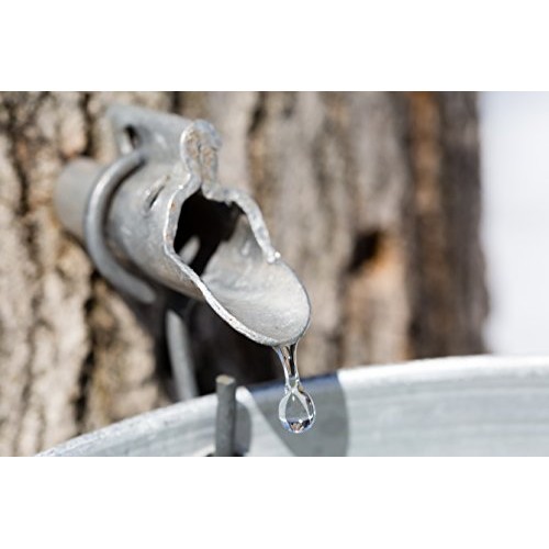 Pure, Organic Canadian Maple Syrup 250Ml Bottle, All-Natural, Gr