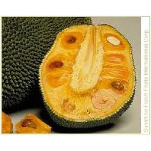 Fresh Whole Jackfruit One Fruit 15-18Lbs