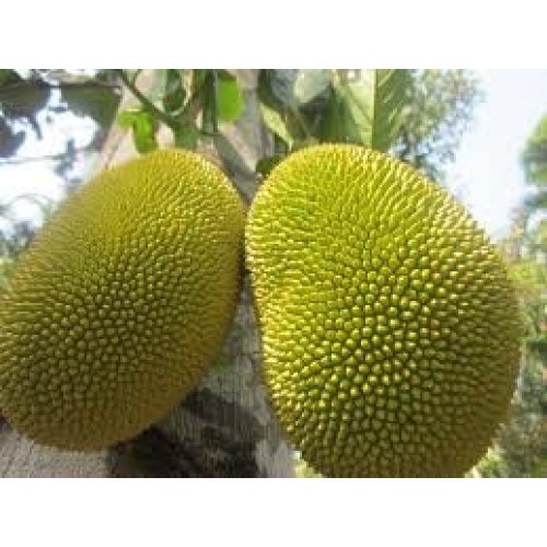 Fresh Whole Jackfruit One Fruit 15-18Lbs