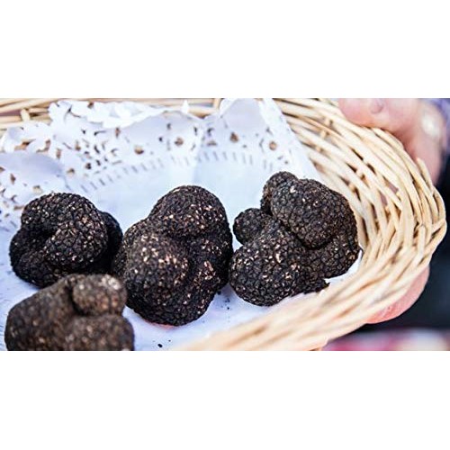 Black Summer Truffle Tuber Aestivum Luxury Gourmet Food Sauce Pa