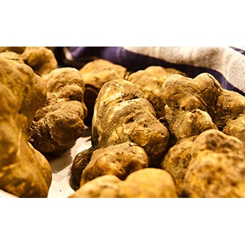 White Truffle Tuber Borchii And Tuber Magnatum Pico