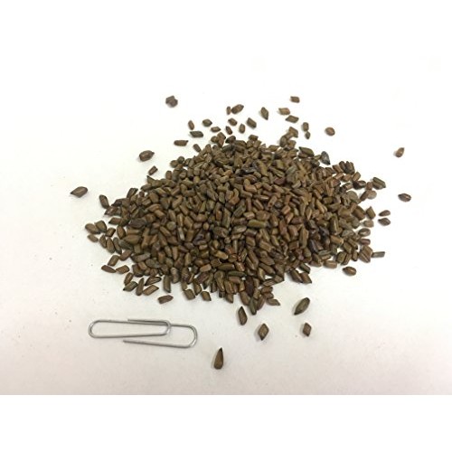 Cassia Seed | Senna obtusifolia | Jue Ming Zi | 决明子