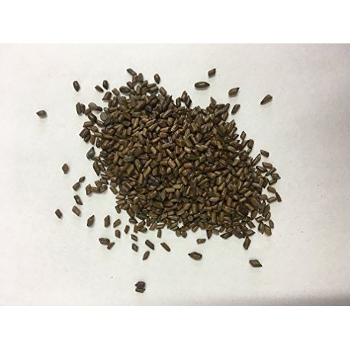 Cassia Seed | Senna obtusifolia | Jue Ming Zi | 决明子