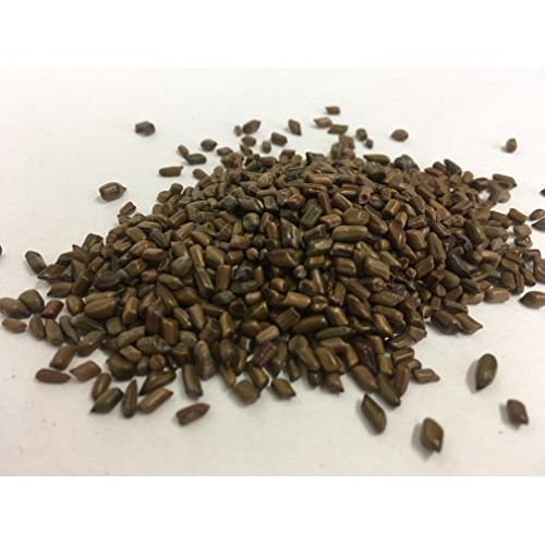 Cassia Seed | Senna obtusifolia | Jue Ming Zi | 决明子