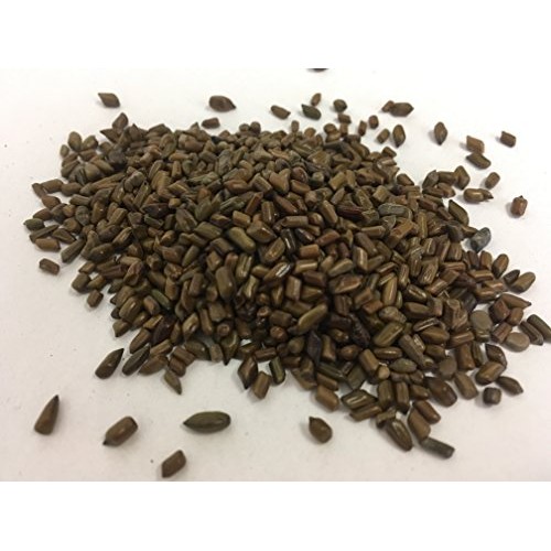 Cassia Seed | Senna obtusifolia | Jue Ming Zi | 决明子