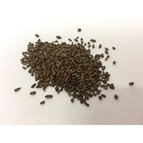 Cassia Seed | Senna obtusifolia | Jue Ming Zi | 决明子