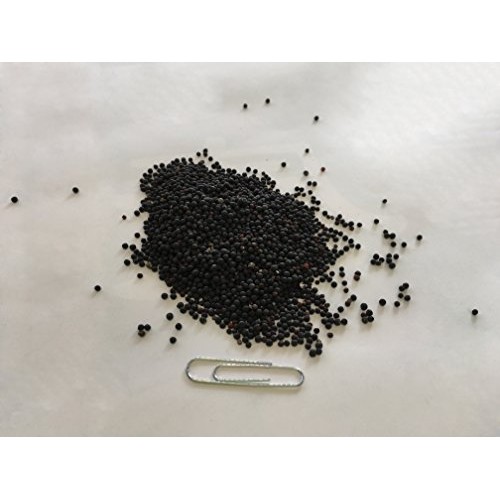 Cowherb Seed | Vaccaria segetalis Neck. Garcke Seed | Wang Bu ...