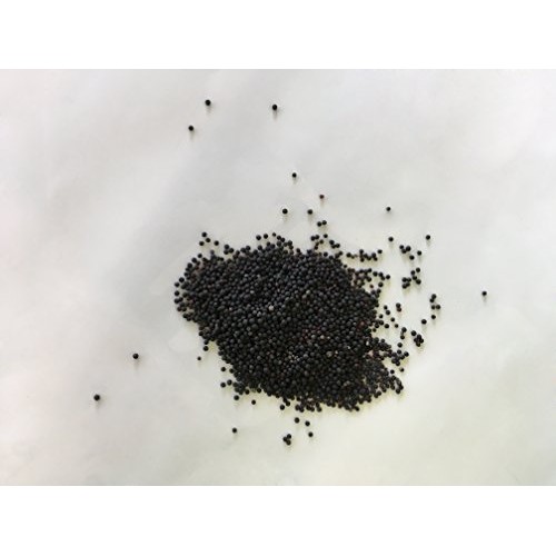 Cowherb Seed | Vaccaria segetalis Neck. Garcke Seed | Wang Bu ...