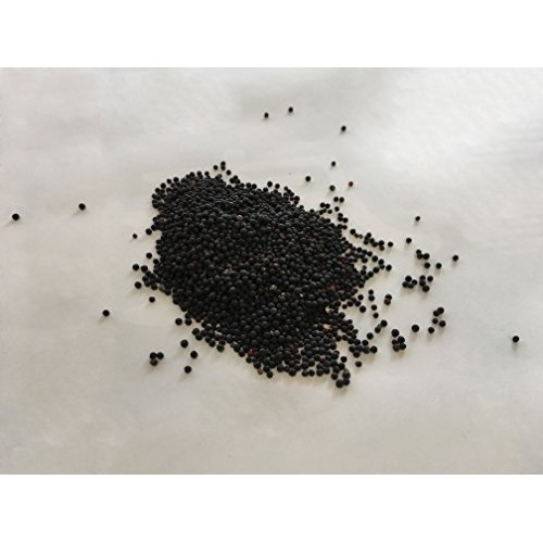 Cowherb Seed | Vaccaria segetalis Neck. Garcke Seed | Wang Bu ...