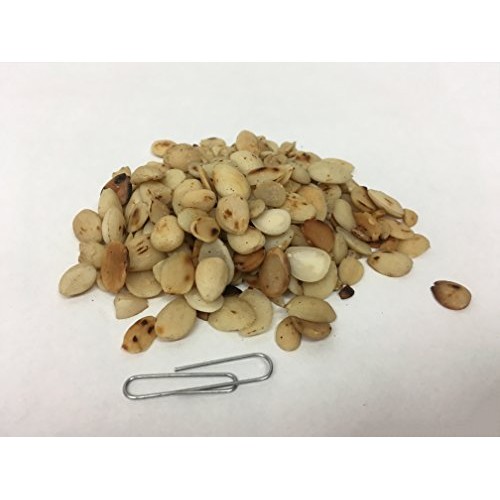 Processed Peach Seed | Processed Prunus persicaL.Batsch Seed |...