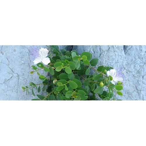 Greek Caper Makedoniki Gi 150G