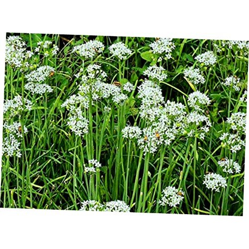 Tsb 150 Pcs Seed Garlic Chives - Eb182