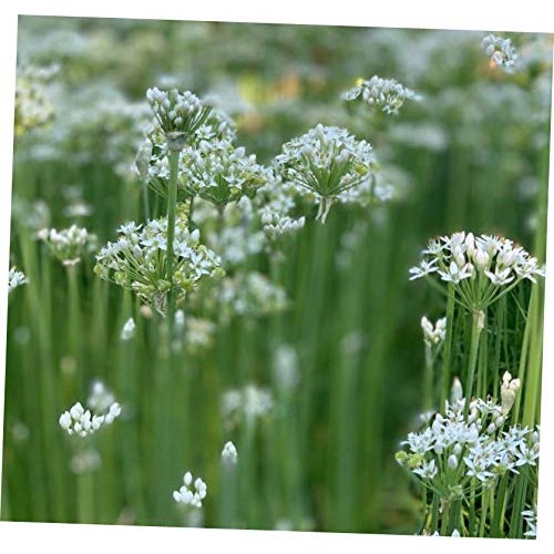 Tsb 150 Pcs Seed Garlic Chives - Eb182