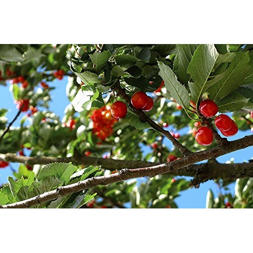 Coffee Fruit Tea - Cascara - Superfood With Antioxidants - 1Lb -