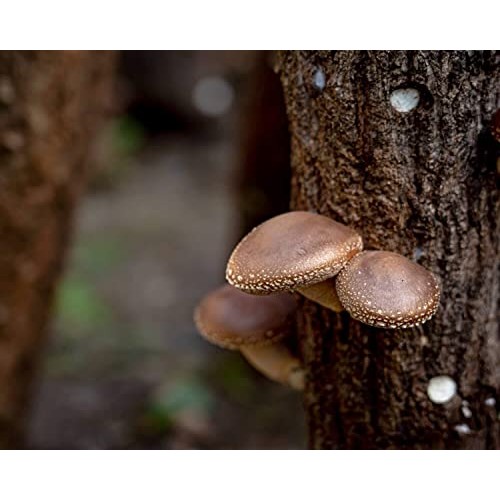 Korean Shiitake Mushroom Powder, Gluten Free, Organic, All Natur...