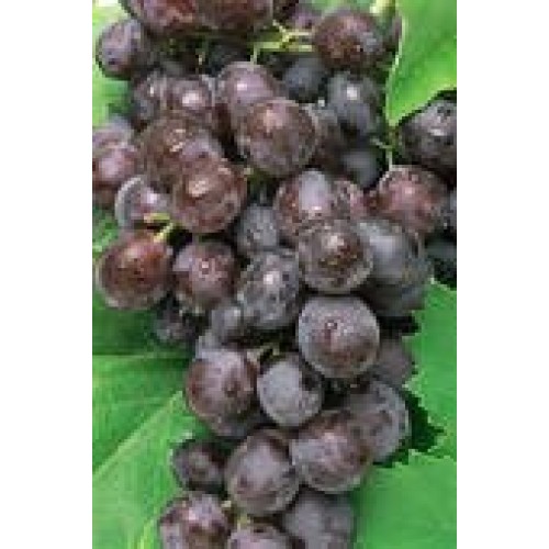Black Seedless Grapes Fresh Produce Fruit Per Pound