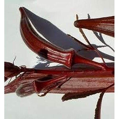 Okra.Burgandy Red Beautiful And So Colorful!! And Tasty!!!!!!!