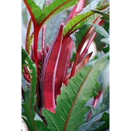 Okra.Burgandy Red Beautiful And So Colorful!! And Tasty!!!!!!!